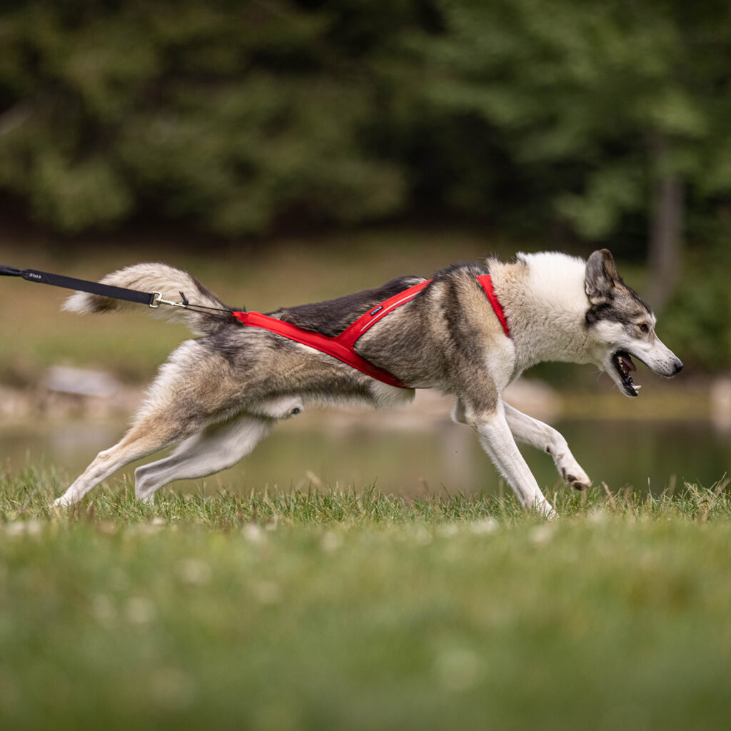 Harnais de canicross Ludus de Kyflie