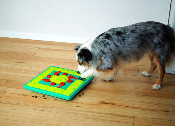 Multipuzzle pour chien