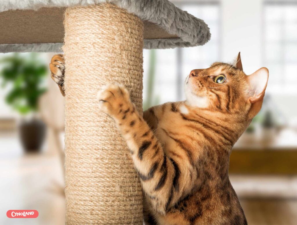 Griffoir pour chat