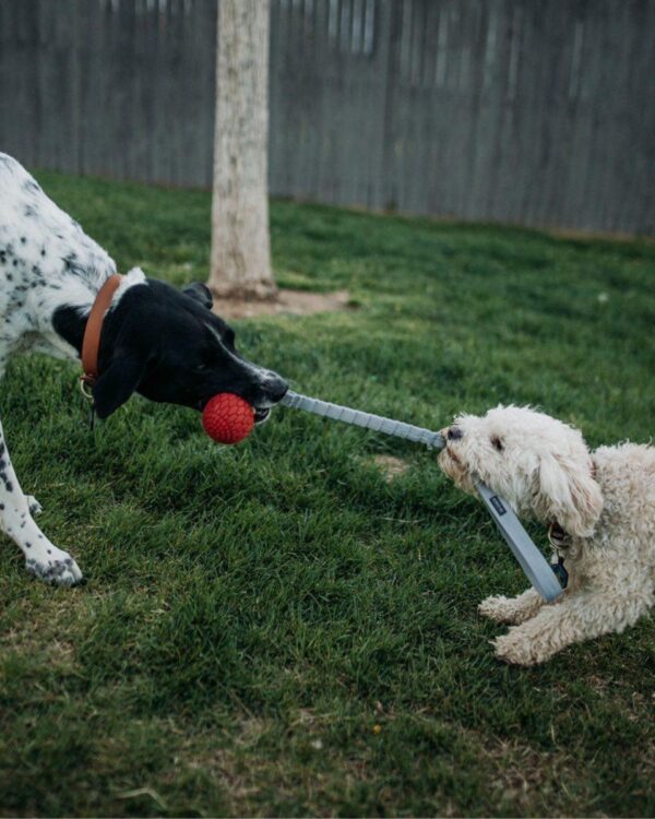 Bungee Handler N-GAGE jouet pour chien