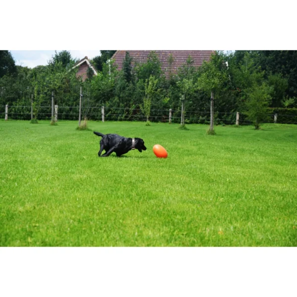 Balle Dog Comets Stardust