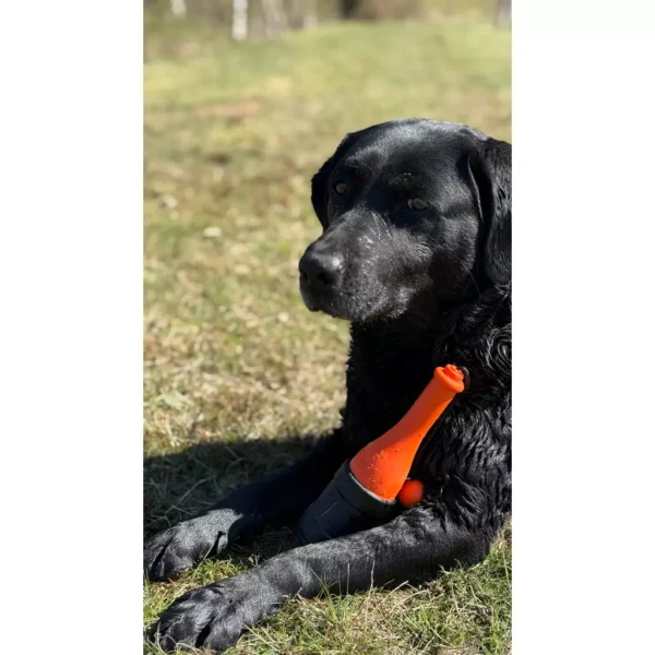 Dog Comets Bobber jouet flottant pour chiens