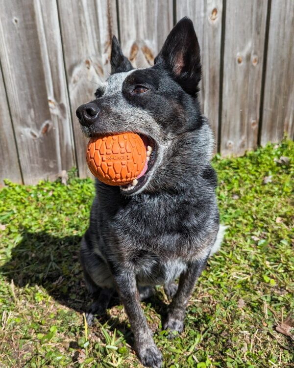 Classic Squeaker Ball N-GAGE jouet pour chien