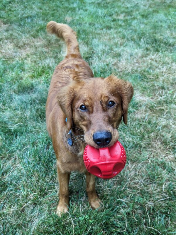 Hydro N-GAGE jouet flottant pour chien