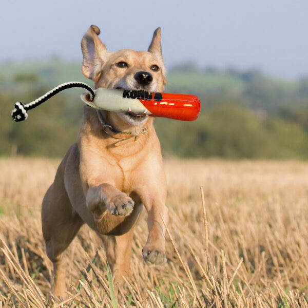 KONG Wild Shieldz Training Dummy jouet flottant pour chien