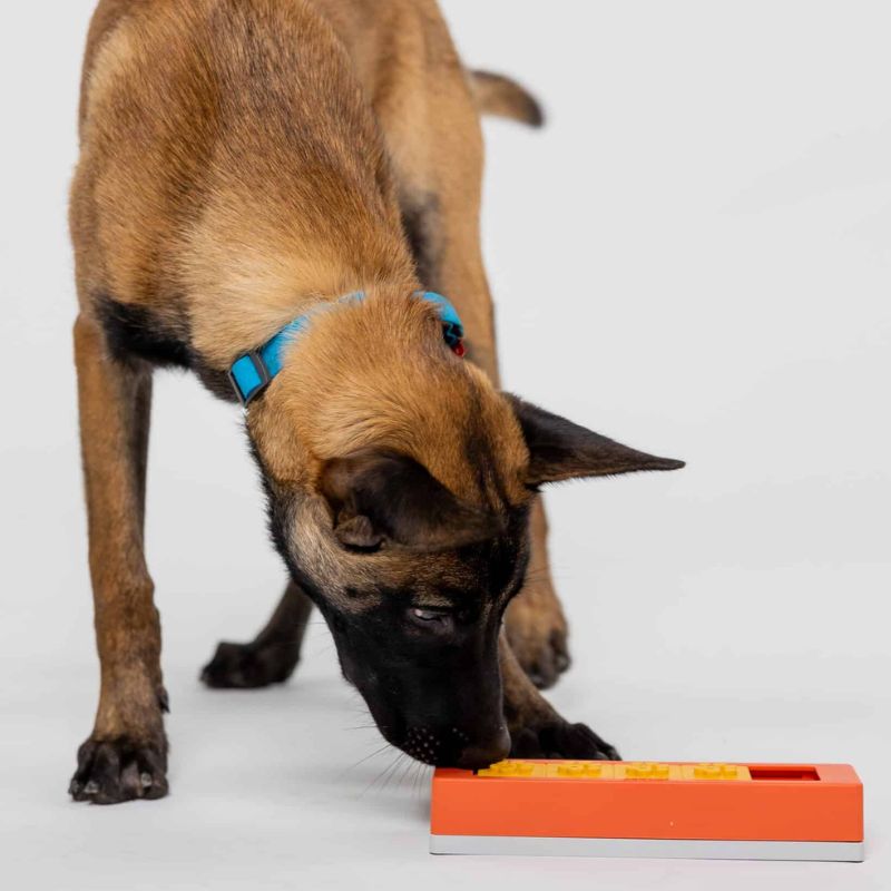 Module Zhu Pawzler pour puzzles Pawzler pour chiens