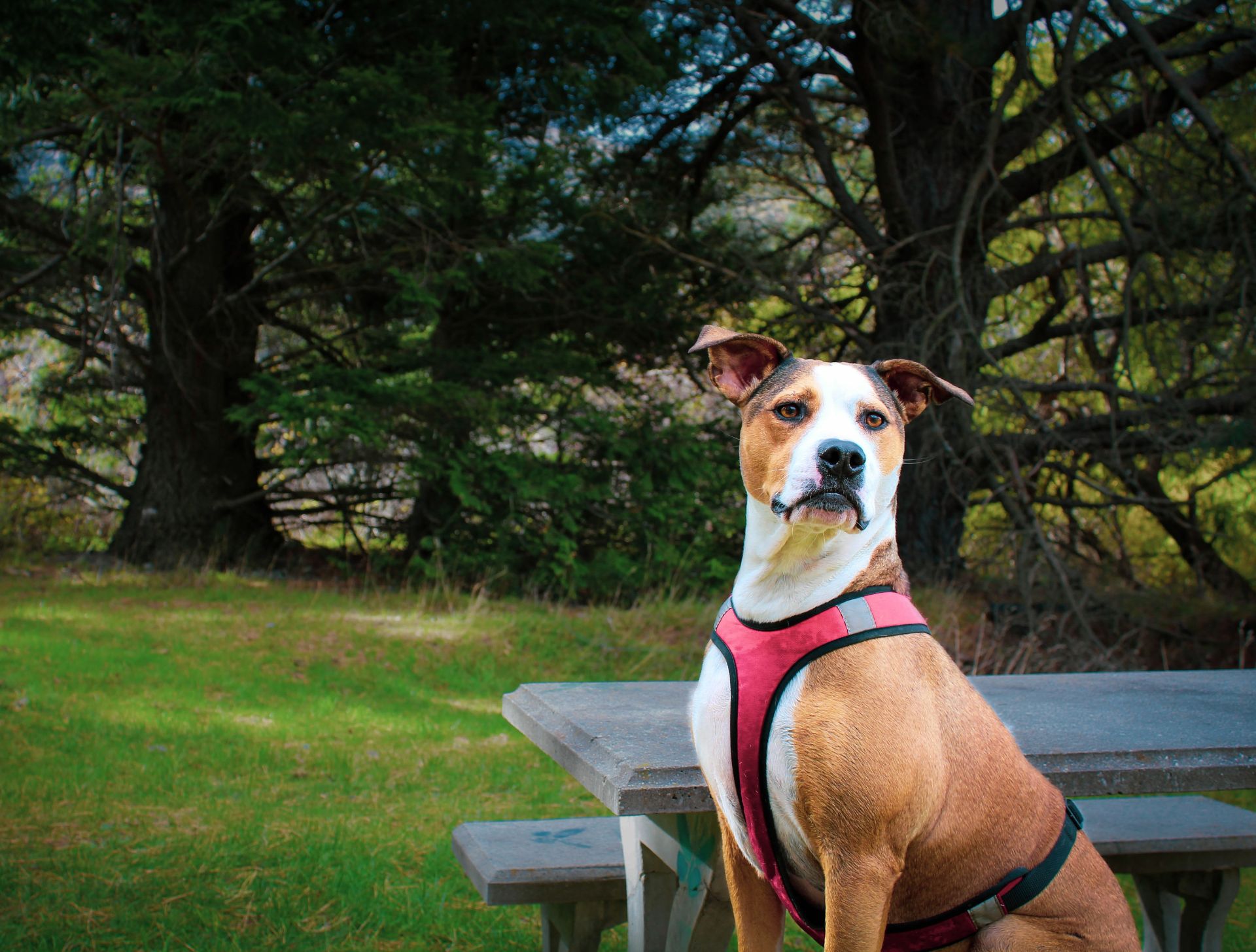 Choisir un harnais pour chien