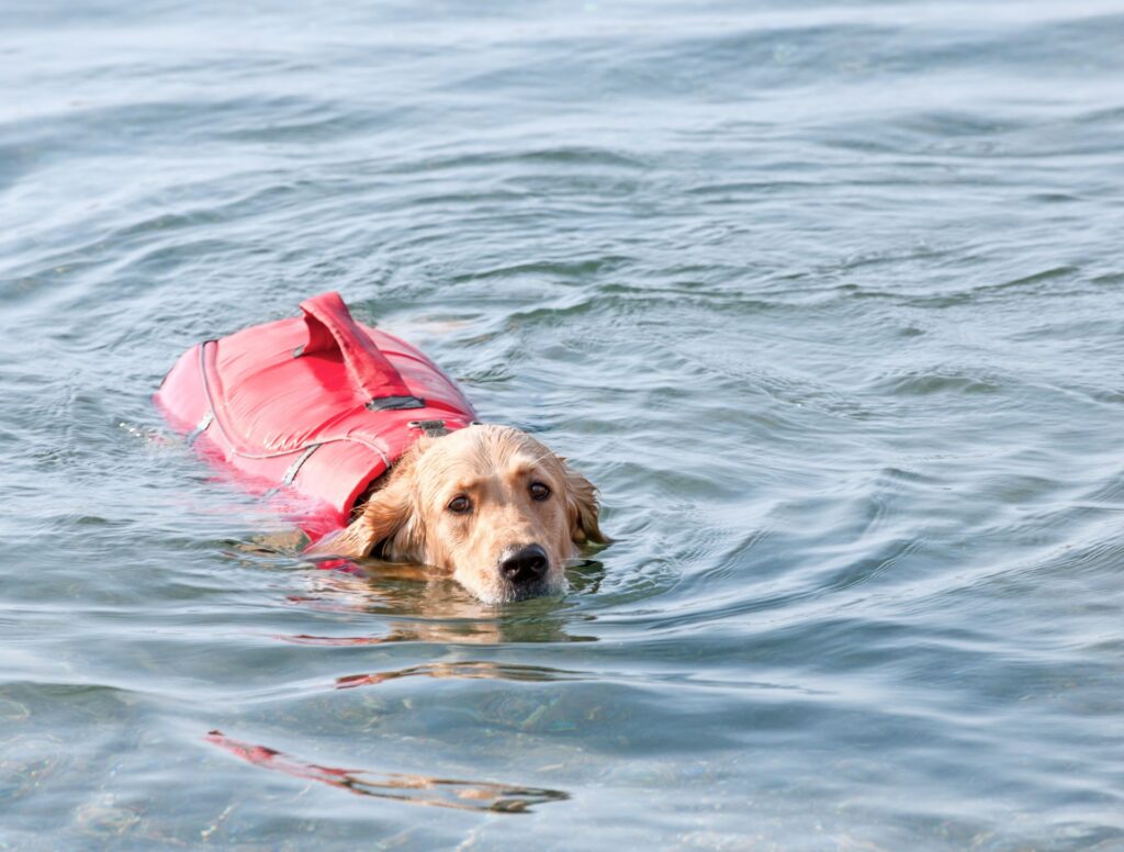 gilet flottant pour chien qui nage