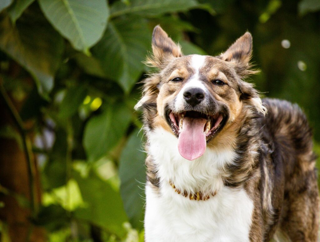 Rafraîchir son chien