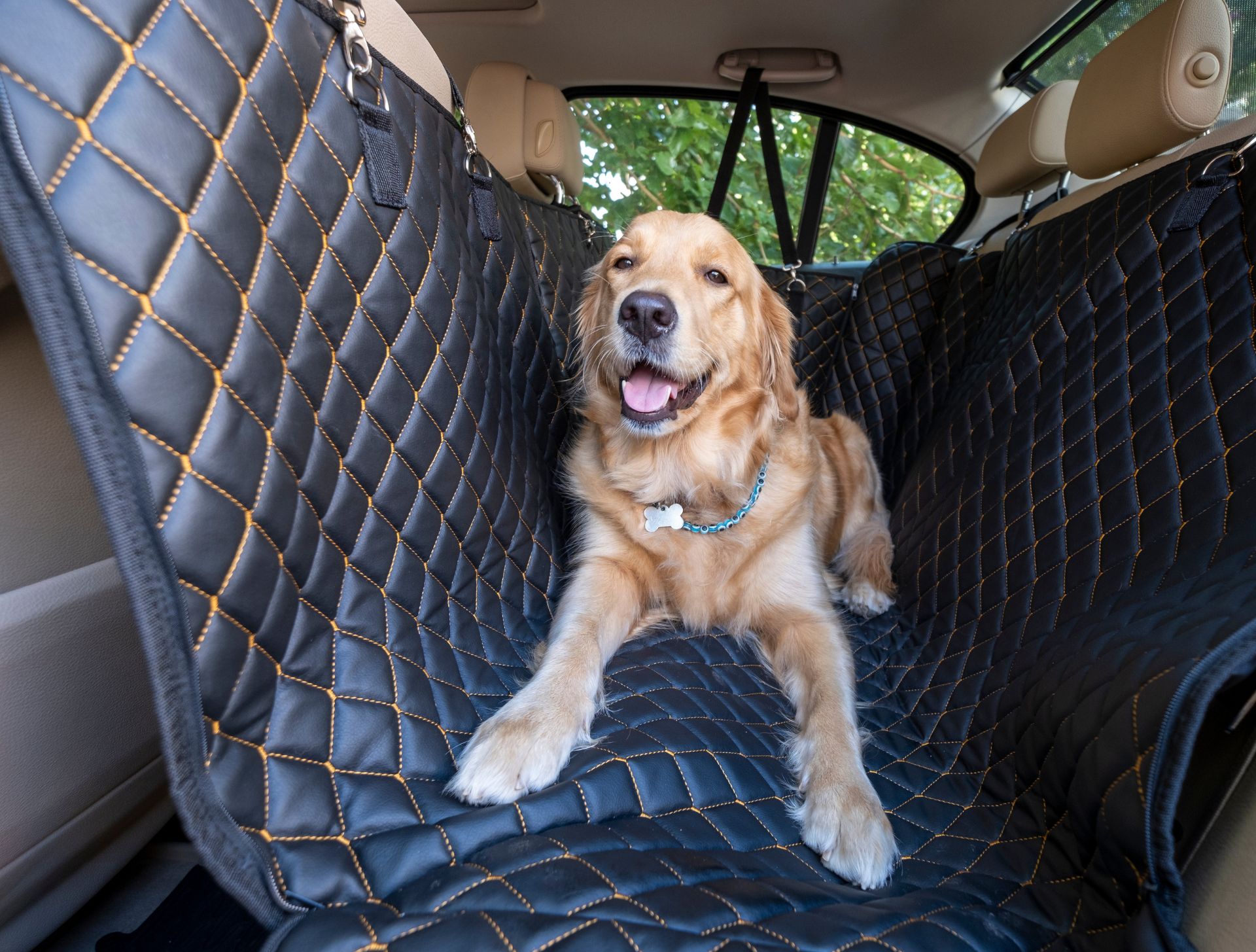 Transport chien voiture