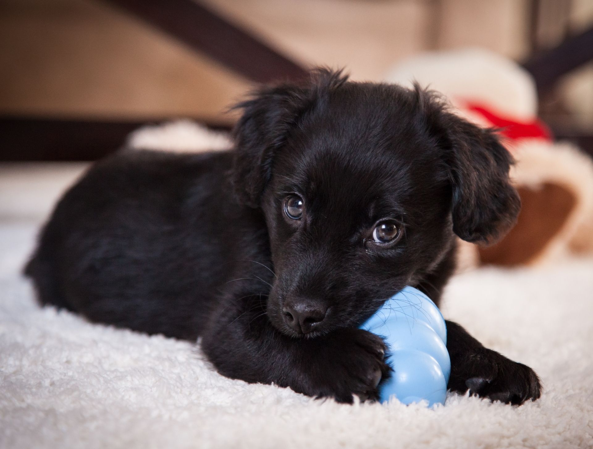Choisir un jouet à mâcher pour son chien